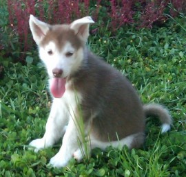 ROCCO